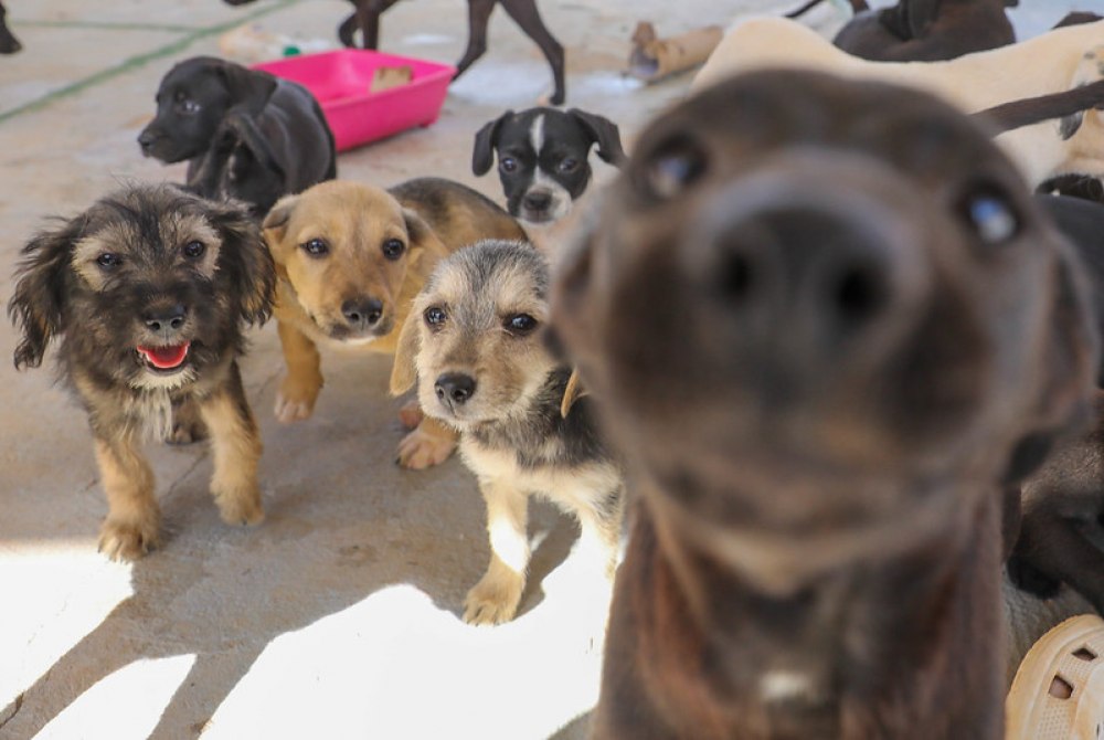 Com secretaria especializada, GDF consolida prote��o animal como pol�tica p�blica permanente