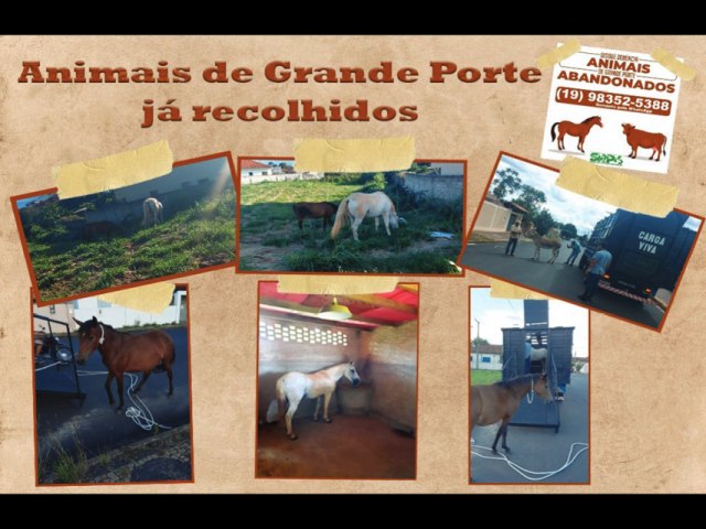 Prefeitura de Santa Rita retoma servio de recolhimento de animais de grande porte