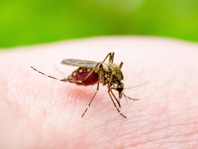 Prefeitura Municipal pede a colaborao de toda a populao no combate  dengue