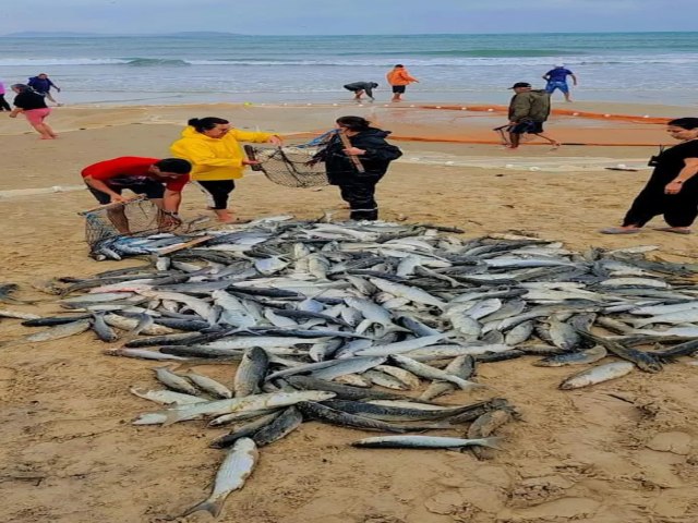 Pescadores capturam mais de trs toneladas de tainha no Farol