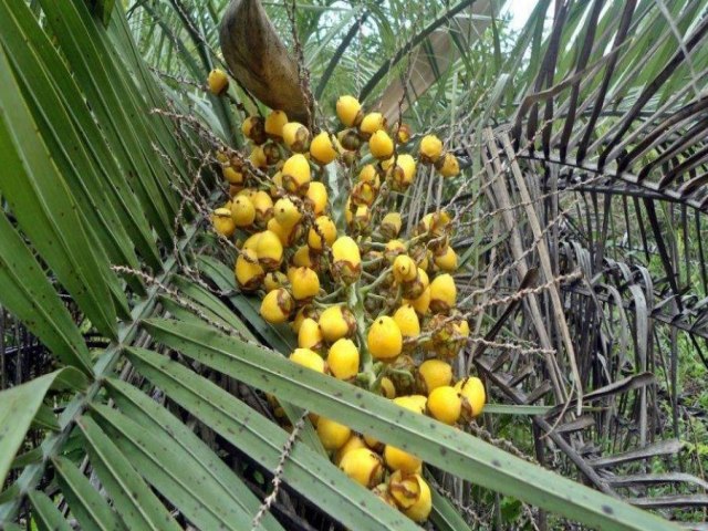 Criao de reserva particular de buti em Laguna est autorizada