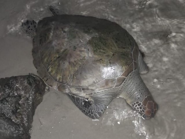 Tartaruga  encontrada morta, nos Molhes