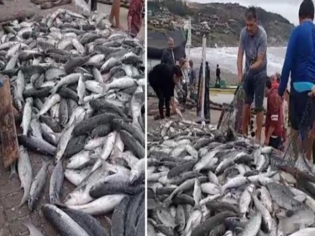 Pescadores de Laguna so Presenteados com Centenas de Tainhas aps Safra 