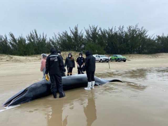 Baleia encalha em praia de Jaguaruna