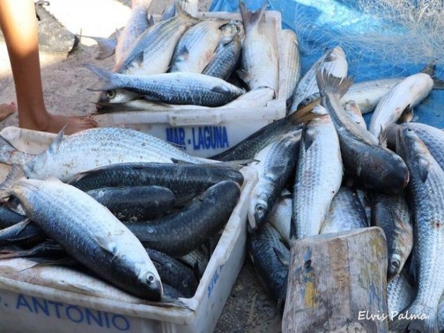 Limite de cota da tainha  atingido e Sindipesca convoca pescadores para evento com o Ministro da Pesca