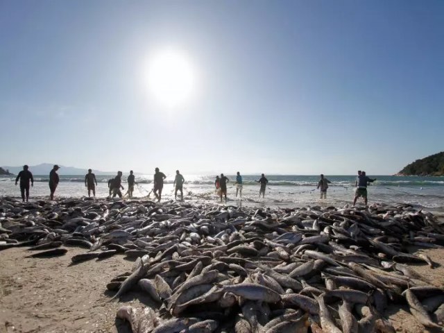 Pescadores prometem protesto contra o fim antecipado da captura anilhada de tainha em SC