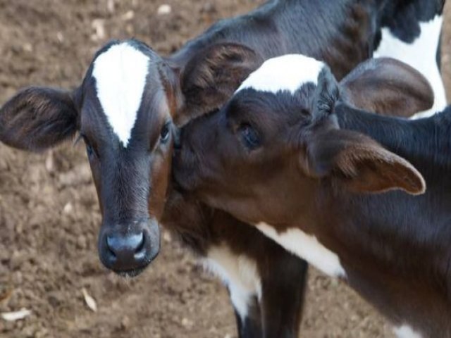 Furto de terneiros  registrado em propriedade rural em So Ludgero