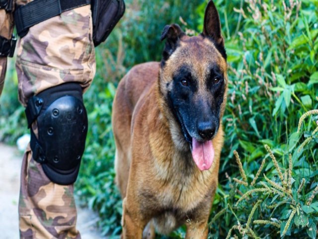 Tubaro: Polcia Militar realiza varredura em pontos conhecidos pelo trfico e apreende balana de preciso e mais de 1 Kg em drogas