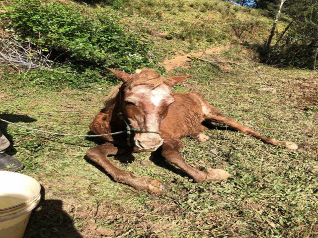 Homem  condenado por maus-tratos aps levar cavalo amarrado ao pescoo com carro em trnsito