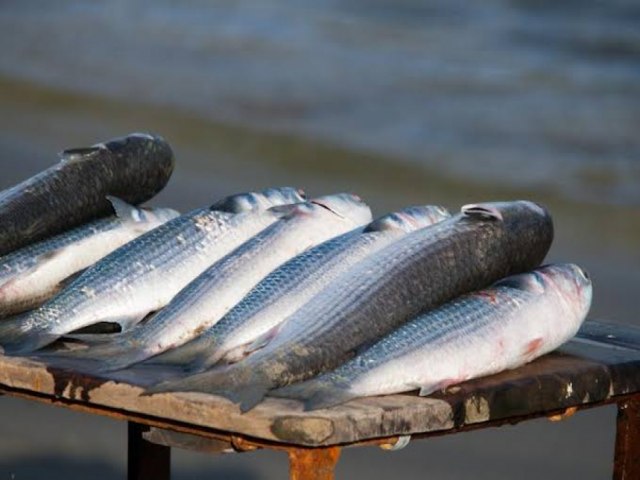 Laguna recebe reunio federal do Grupo de Trabalho para discutir cota de pesca da Tainha em 2024