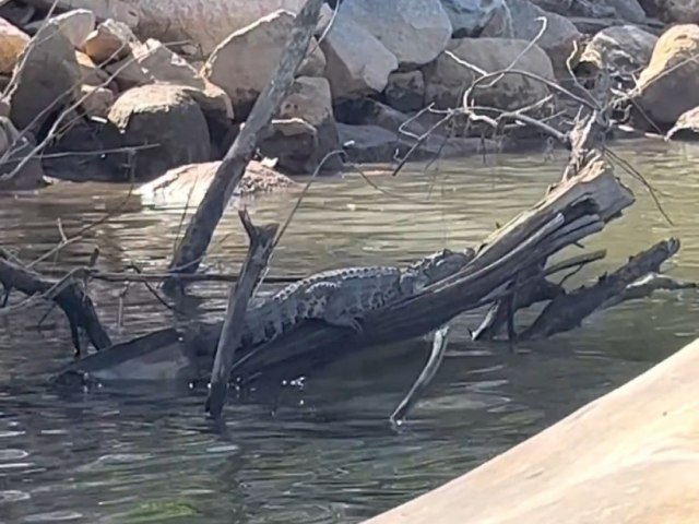 Jacar  filmado tomando sol em galho no Rio Tubaro, bem no Centro da cidade