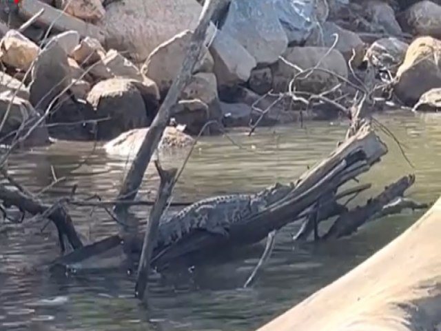 Jacar  filmado tomando sol em galho no Rio Tubaro, bem no Centro da cidade