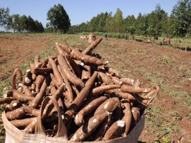 Escavao para plantio de aipim acaba em descoberta de ossada humana