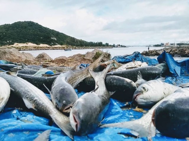 Laguna sediou reunio do Grupo de Trabalho da Tainha para discutir cota da pesca em 2024