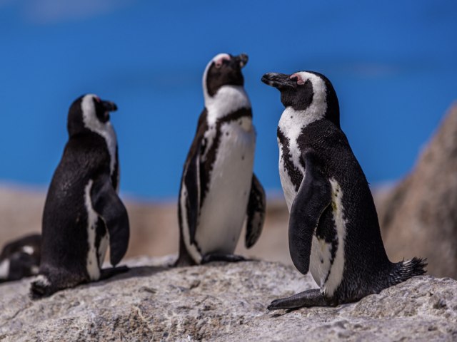 Caso de gripe aviria  identificado em pinguim, em Laguna