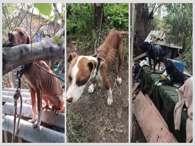 Mulher de Imbituba que mantinha animais em condies insalubres e desnutridos  presa