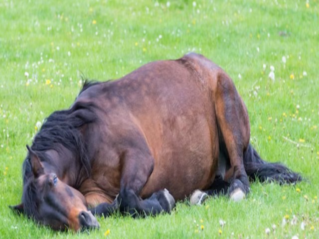 Polcia averigua denncia de cavalo em situao de maus-tratos em Brao do Norte