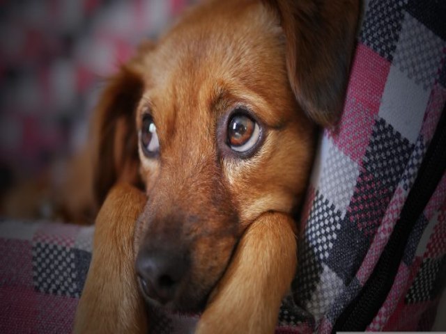 Rio Fortuna: Homem foge aps matar dois cachorros com tiros de espingarda