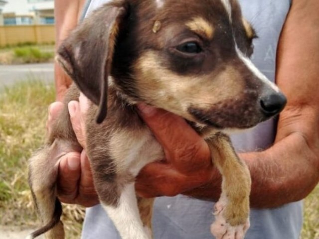 Com mais de 320 denncias em 11 meses, secretaria alerta para aumento de maus-tratos e abandono de animais em Laguna