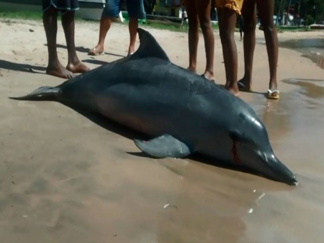 Golfinho  encontrado morto na regio dos Molhes da Barra, em Laguna