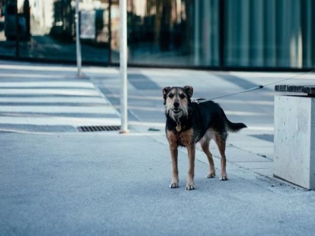 Famlia indenizar motociclista que se acidentou ao ser surpreendido por cachorro