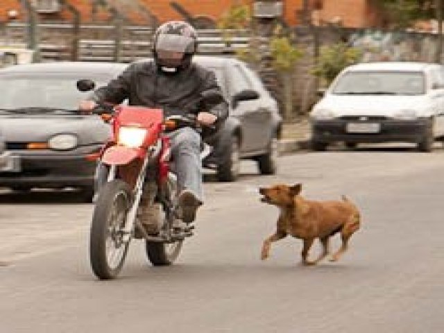 Famlia indenizar motociclista que se acidentou ao ser surpreendido por cachorro