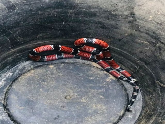 Cobra  encontrada atrs de mquina de lavar roupas