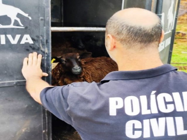 Ovelhas roubadas em Brao do Norte so recuperadas pela polcia