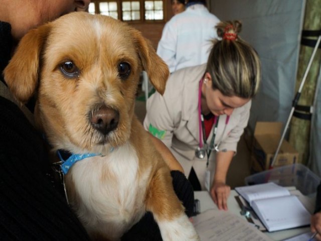 STF manda prefeitura controlar animais de rua