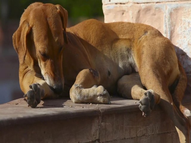 STF determina que Laguna promova controle da populao de animais de rua