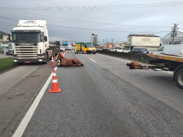 Cavalos so atropelados na BR-101