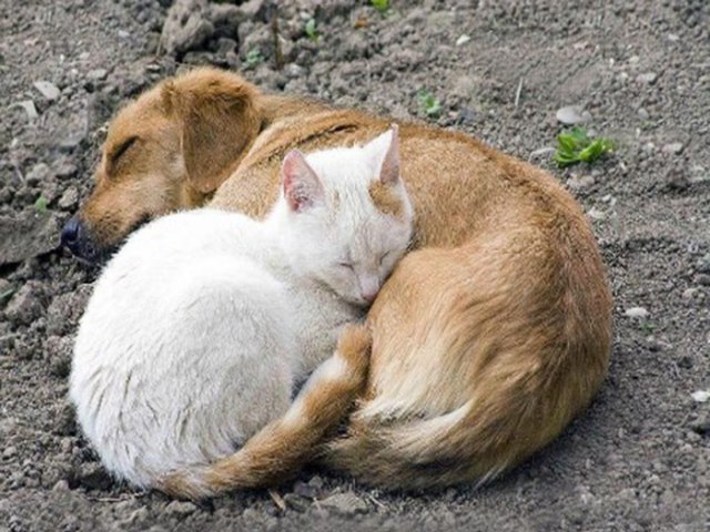 Municpio de Laguna Condenado no STF por Controle de Animais de Rua