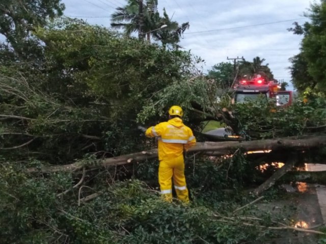 Passagem de ciclone extratropical e rajadas de vento provocam queda de rvores na regio sul