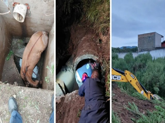 Cavalo cai em poo, entra em tubulao e  resgatado com retroescavadeira