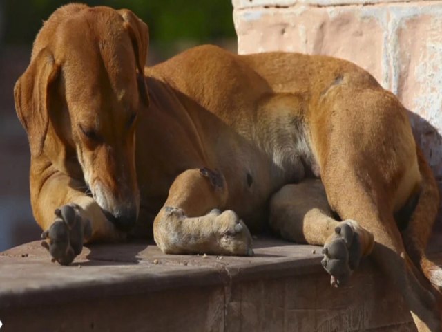 MPSC exige que Laguna realize srie de aes para promover controle de zoonoses e bem-estar de animais de rua