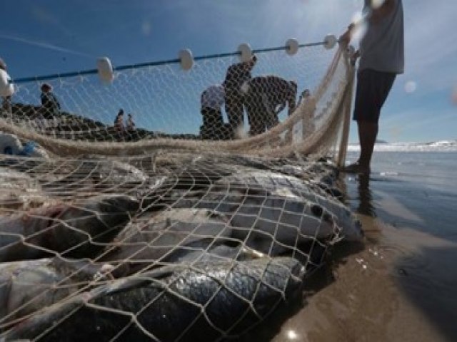 Projeto de Laguna ser contemplado com quase R$ 1,7 milhes para estudar a ecologia marinha catarinense