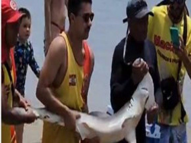 Tubaro-martelo aparece na Praia do Mar Grosso e assusta banhistas