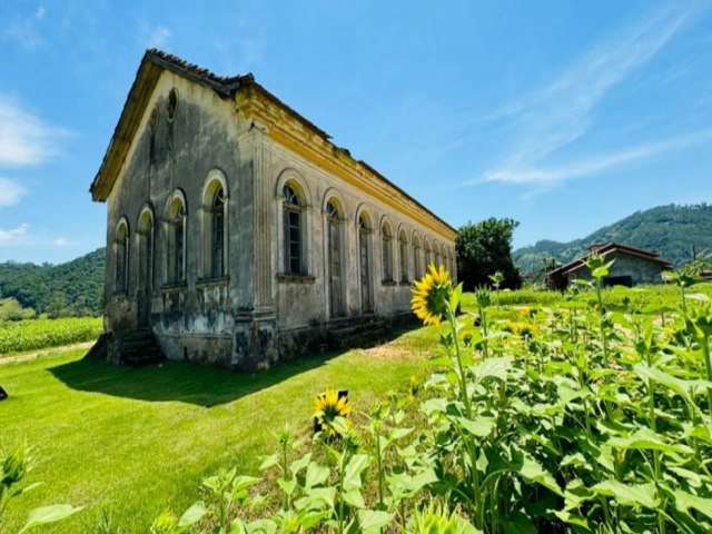 Campo de girassis volta a florescer em Pedras Grandes e encanta visitantes