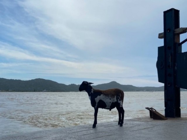 Conhea Alfredo, a ovelha macho inteligente de Laguna que atravessa a balsa sozinha