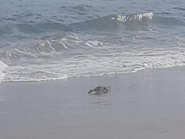 Jacar  flagrado na beira-mar em praia de Jaguaruna