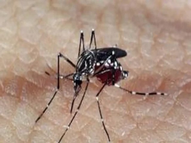 Com 305 mil registros, Brasil tem alta nos casos provveis de dengue