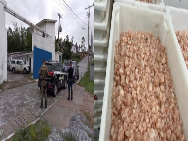 Frigorfico clandestino fechado em Imaru tinha seis toneladas de pescados estragados