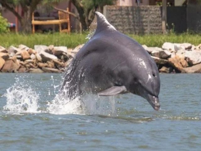 Boto pescador supostamente enrolado em rede  monitorado em Laguna