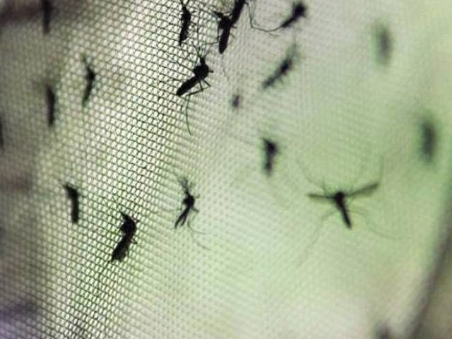 SC deve decretar emergncia aps se aproximar de 20 mil casos provveis de dengue