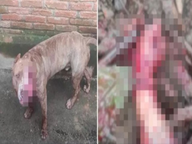 Cenas fortes: ladro invade chcara,  atacado por pitbull e acaba com o antebrao amputado