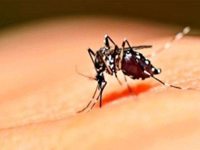 Sobe o nmero de casos de Dengue e os focos do mosquito Aedes aegypti em Imbituba