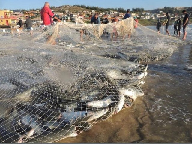 Governo faz leve alterao nas cotas da pesca da tainha a um ms da safra