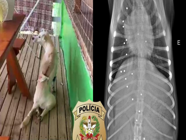 Suspeito de atirar 18 vezes no cachorro de seu vizinho  preso em Gravatal