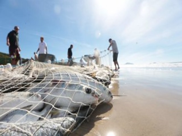 SAQ alerta aos pescadores sobre perodos e cotas para captura da tainha