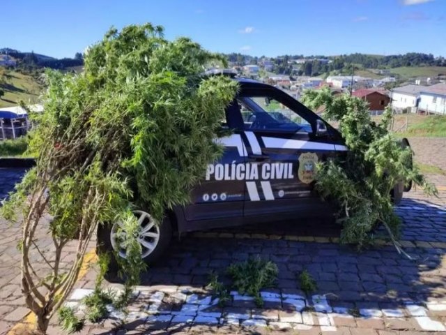 P de maconha de 15 Kg  apreendido na serra e suspeito alega 'consumo pessoal'